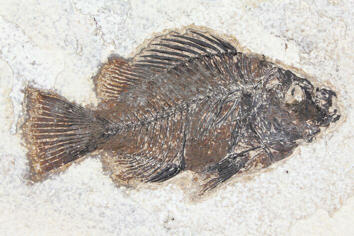 Cockerellites (Priscacara) Fossil Fish - Hanger Installed #93262